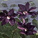 Toshihiko Oya Gallery